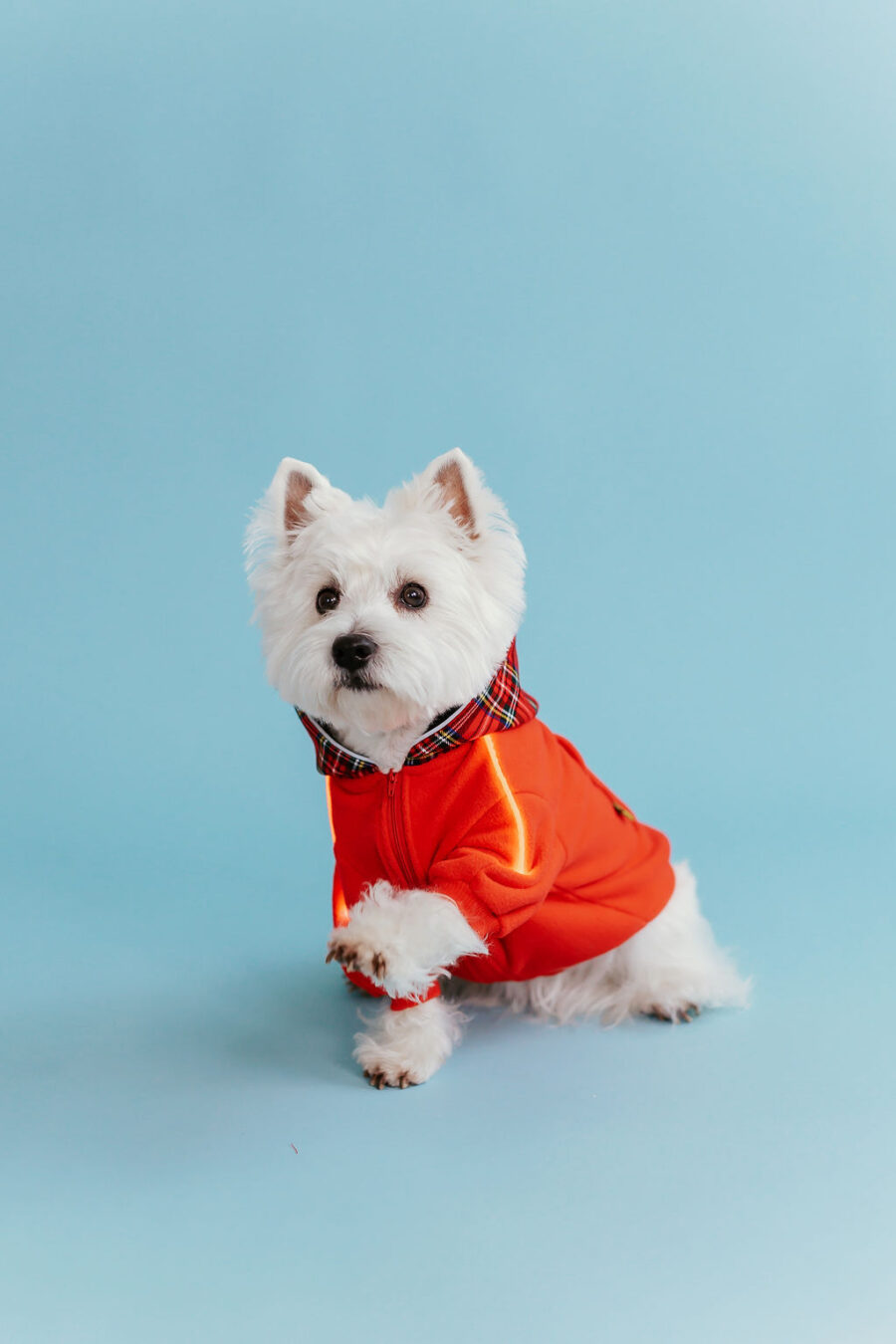 White dog westie sitting in fron givinbg high five dressed in red fleece hoodie with lighted reflects on arms