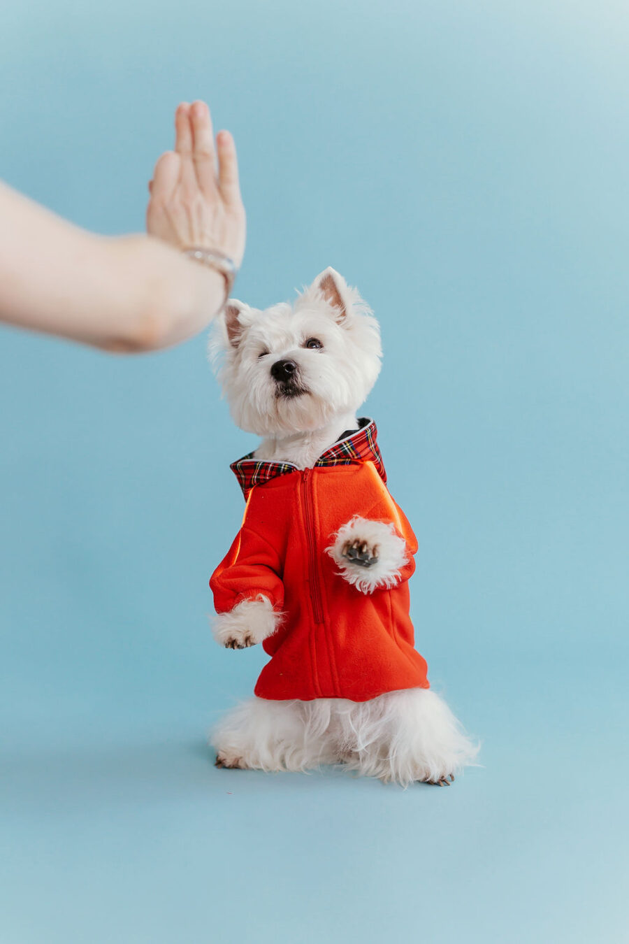 White dog westie sitting in fron givinbg high five dressed in red fleece hoodie with lighted reflects on arms