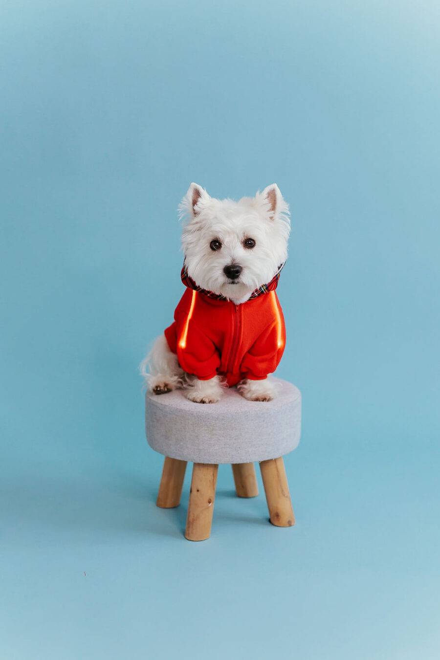 White dog westie sitting in fron givinbg high five dressed in red fleece hoodie with lighted reflects on arms