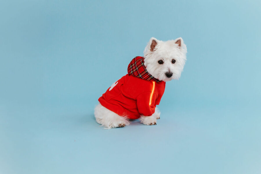 White dog westie sitting in fron givinbg high five dressed in red fleece hoodie with lighted reflects on arms