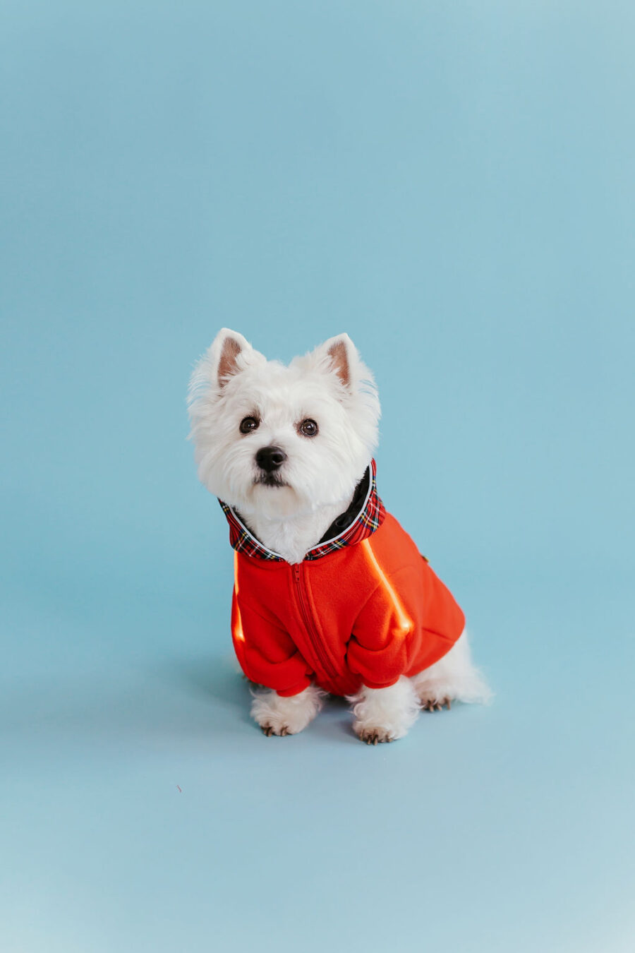 White dog westie sitting in fron givinbg high five dressed in red fleece hoodie with lighted reflects on arms