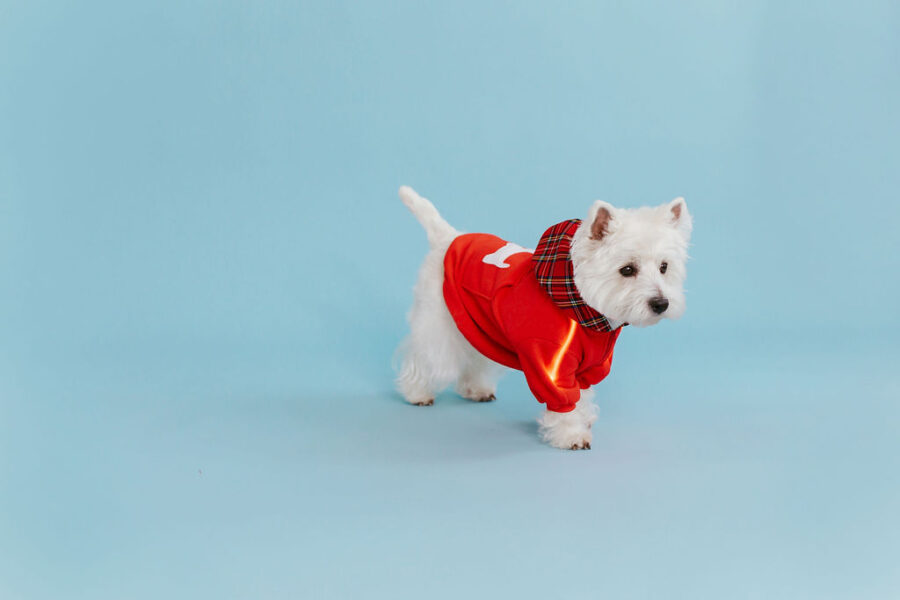 White dog westie sitting in fron givinbg high five dressed in red fleece hoodie with lighted reflects on arms