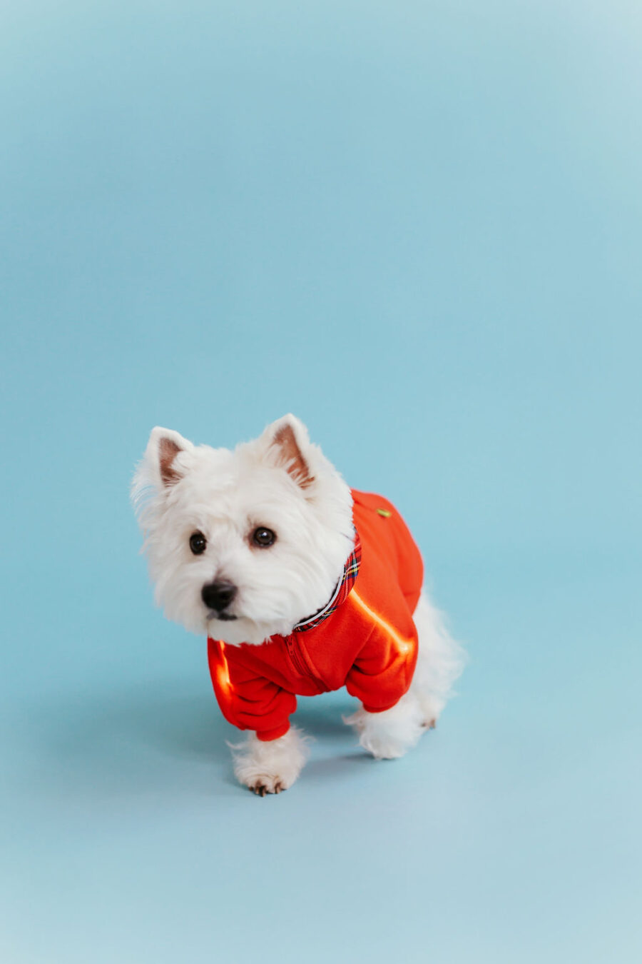 White dog westie sitting in fron givinbg high five dressed in red fleece hoodie with lighted reflects on arms