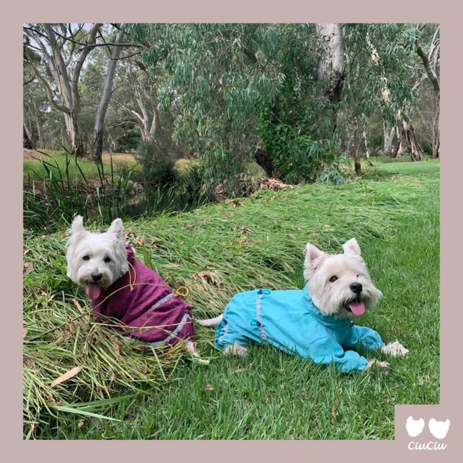 westies in turquous and burgundy linen overalls on the grass as protection from ticks