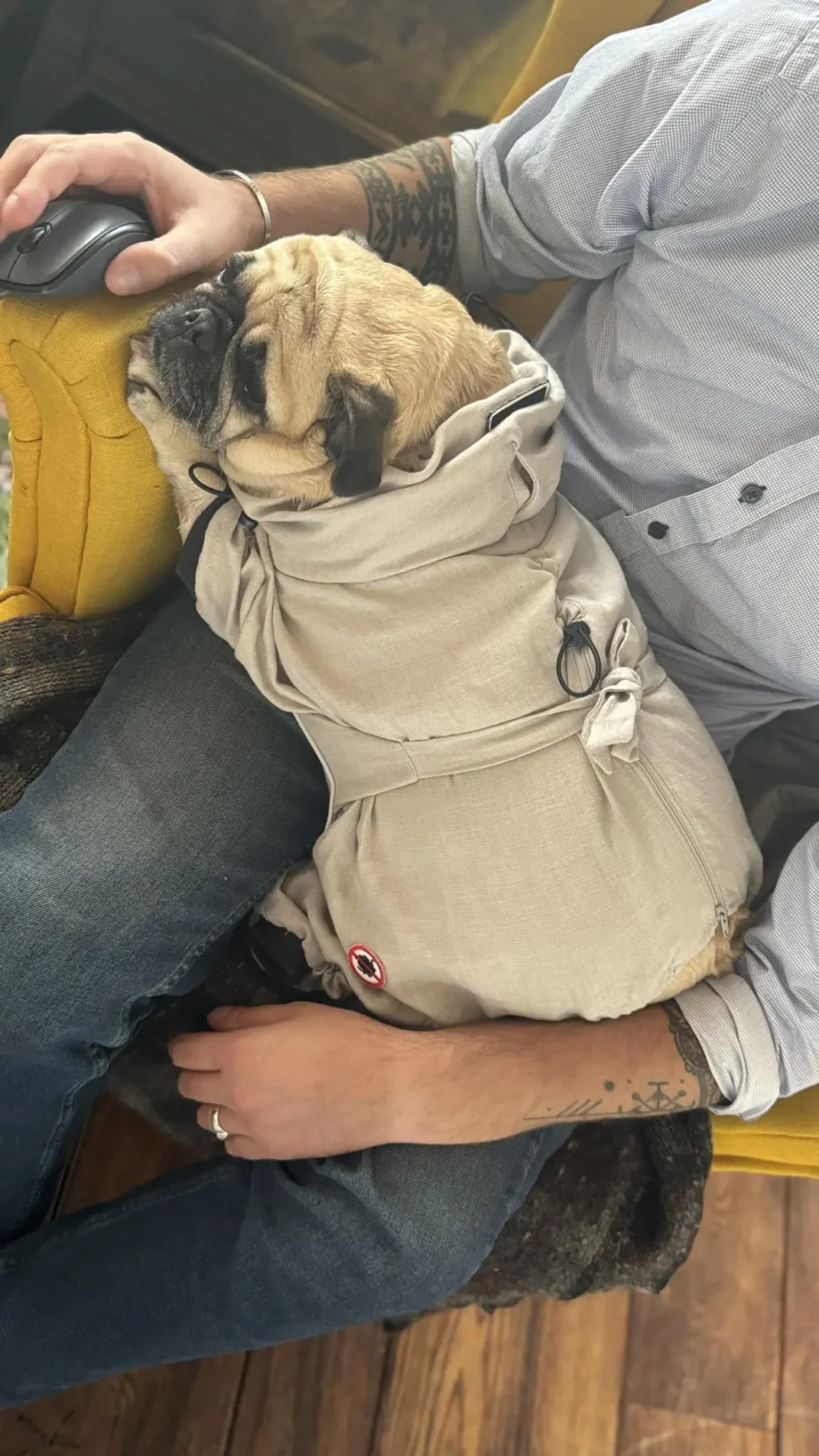 pug in linen overall as protection from ticks