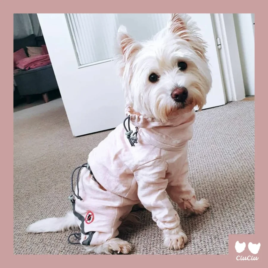 westie in pink linen overall as protection from ticks