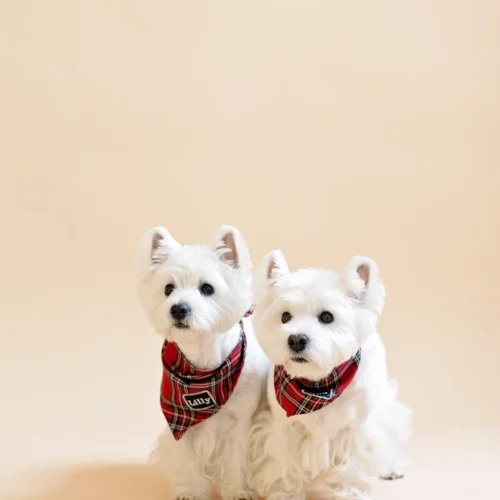 2 white dogs westies standing together in beige background and wearing red royal stewart plaid bandanas with embroidered reflective names Dina and Lilly