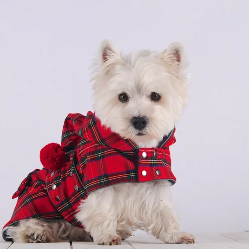 White Dog Westie sitting and looking wearing Warm Plaid Dog Coat with Cupid Hood made by ciuciu