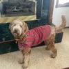 plaid-scottish-dog-coat-ciuciu-bestdograincoats