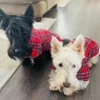 plaid-scottish-dog-coat-ciuciu-bestdograincoats scotties