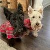plaid-scottish-dog-coat-ciuciu-bestdograincoats scotties
