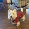plaid-scottish-dog-coat-ciuciu-bestdograincoats
