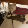 plaid-scottish-dog-coat-ciuciu-bestdograincoats christmas dog clothes