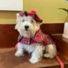 plaid-scottish-dog-coat-ciuciu-bestdograincoats christmas dog clothes