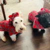 plaid-scottish-dog-coat-ciuciu-bestdograincoats scottish dog outfit