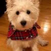 plaid-scottish-dog-coat-ciuciu-bestdograincoats