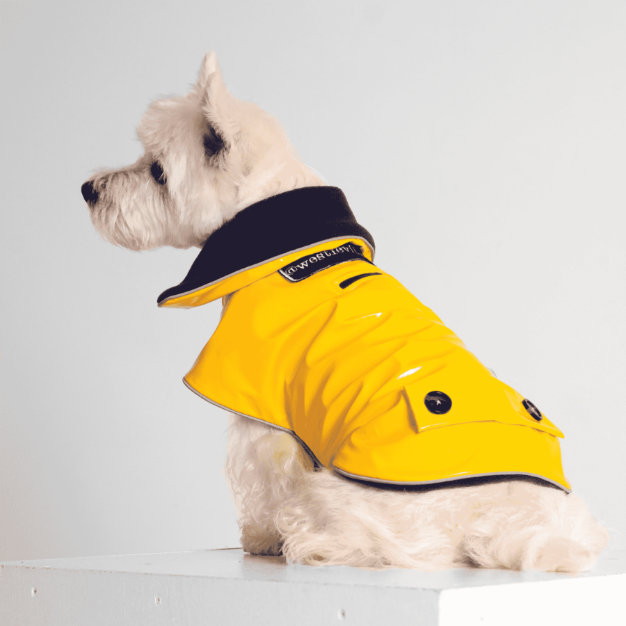 westie dog sitting and looking in solid grey background wearing yellow pvc or vinyl coat made by ciuciu