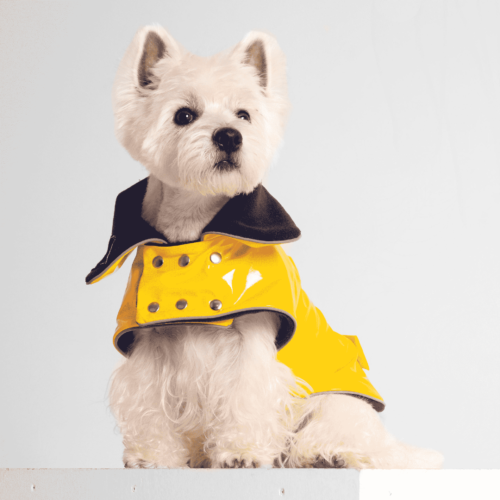 westie dog sitting and looking in solid grey background wearing yellow pvc or vinyl coat made by ciuciu