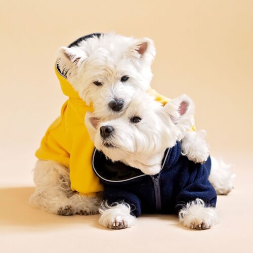 Dog hoodies