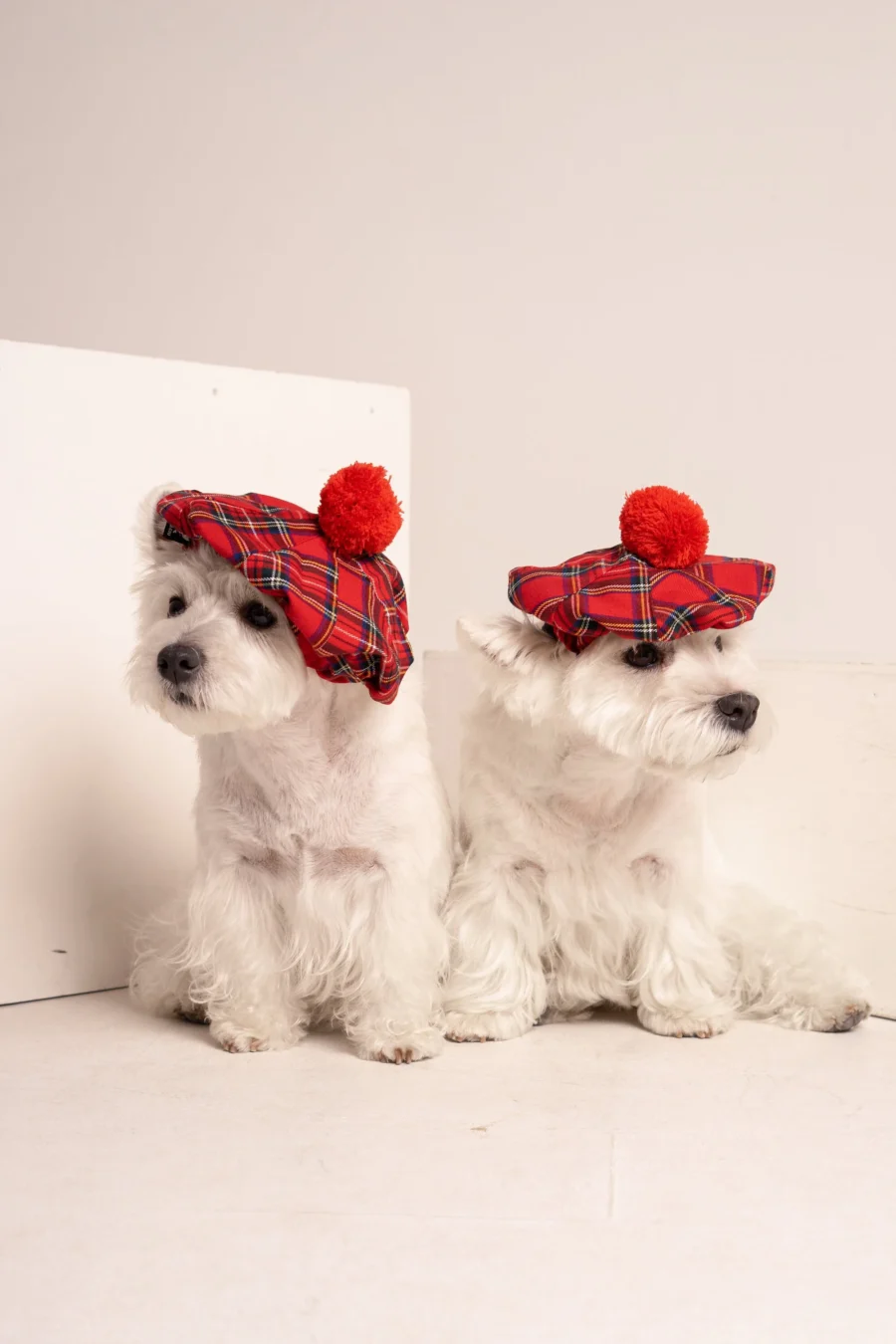 Westie sitting in beige background with head tilt wearing red plaid royal stewart christmas tam. ciuciu bestdograincoats