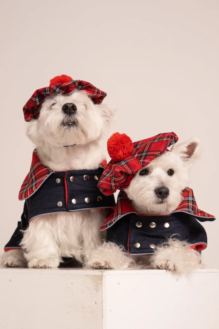 Westie sitting in beige background with head tilt wearing red plaid royal stewart christmas tam and plaid coats. ciuciu bestdograincoats