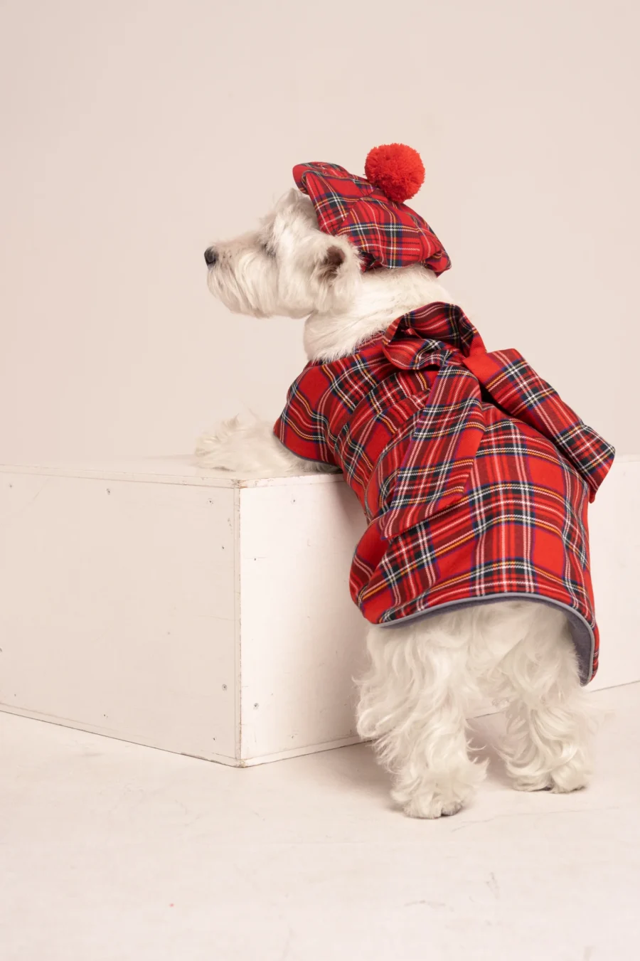 white dog in red scottish dog plaid coat dress and dog cap ciuciu