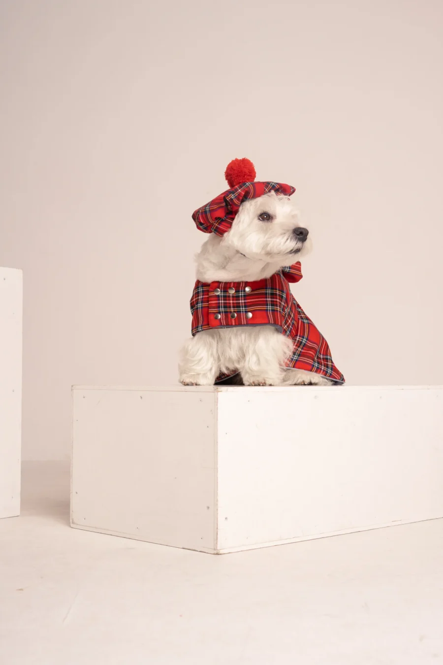 white dog in red scottish dog plaid coat dress and dog cap ciuciu