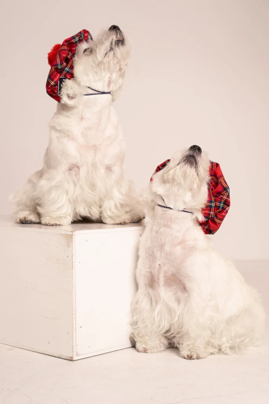 Westie sitting in beige background with head tilt wearing red plaid royal stewart christmas tam. ciuciu bestdograincoats