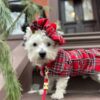 plaid-scottish-dog-coat-ciuciu-bestdograincoats