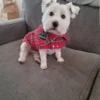 plaid-scottish-dog-coat-ciuciu-bestdograincoats