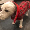 plaid-scottish-dog-coat-ciuciu-bestdograincoats