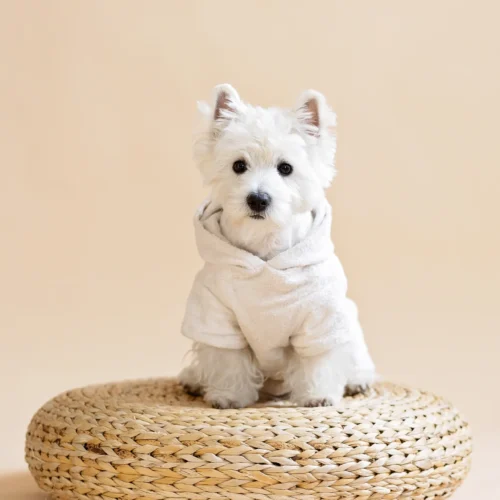 white dog wearing white bathrobe and sitting on wooden puff