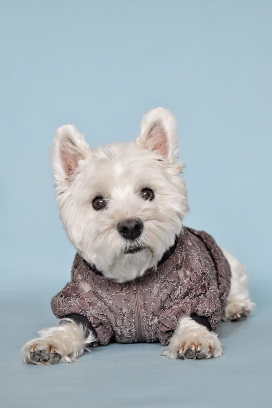 white dog, west highland white terrier laying and looking at camera, behind dog is bluw solid background. dog is wearing brown lace dog tshirt made by ciuciu