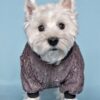 white dog, west highland white terrier standing and looking at camera, behind dog is bluw solid background. dog is wearing brown lace dog tshirt made by ciuciu