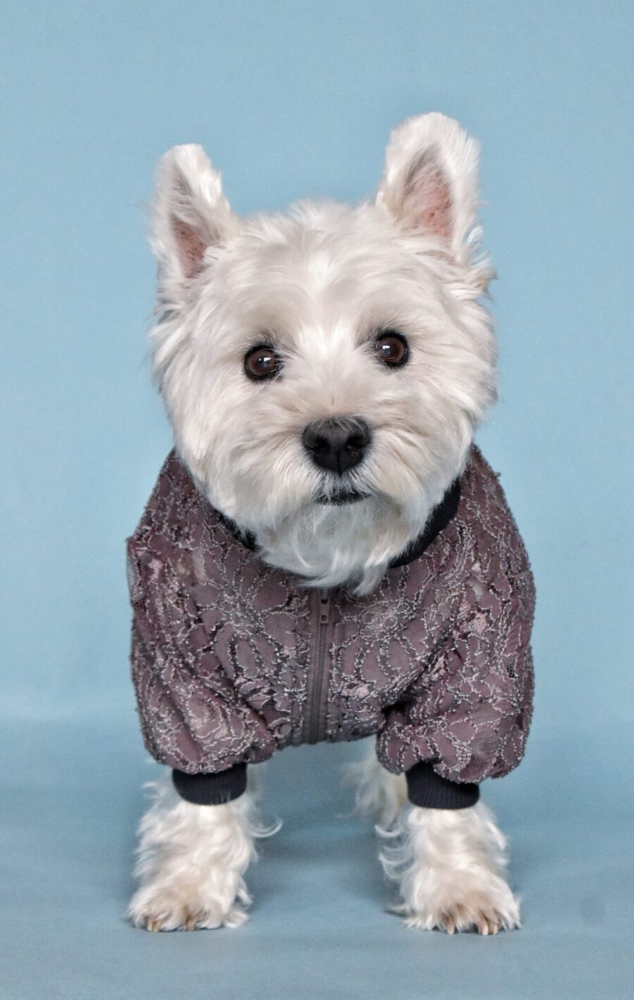 white dog, west highland white terrier standing and looking at camera, behind dog is bluw solid background. dog is wearing brown lace dog tshirt made by ciuciu