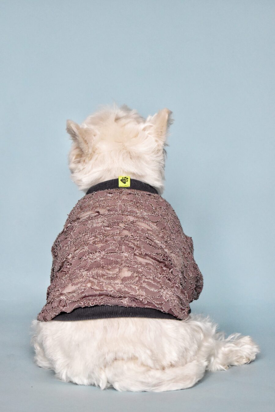 white dog, west highland white terrier sitting backwards, behind dog is blue solid background. dog is wearing brown lace dog tshirt made by ciuciu