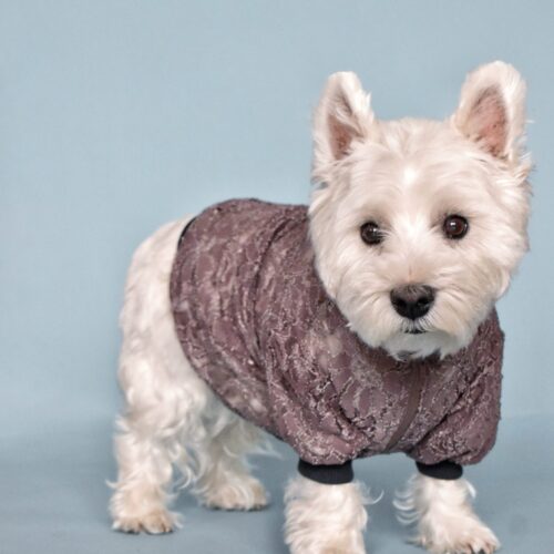 white dog, west highland white terrier standing and looking at camera, behind dog is blue solid background. dog is wearing brown lace dog tshirt made by ciuciu