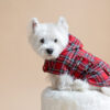 White dog sitting on fur chair wearing Plaid Dog Coat-CiuCiu Bestdograincoats