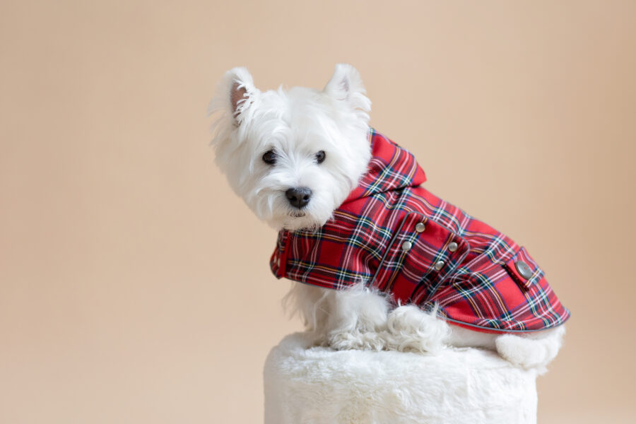 White dog sitting on fur chair wearing Plaid Dog Coat-CiuCiu Bestdograincoats