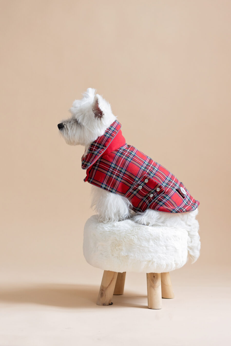 White dog sitting on fur chair wearing Plaid Dog Coat-CiuCiu Bestdograincoats