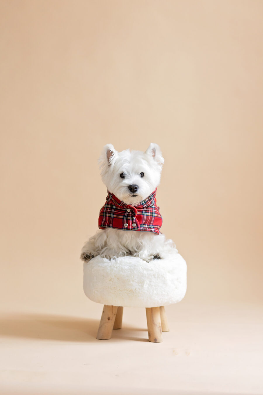 White dog sitting on fur chair wearing Plaid Dog Coat-CiuCiu Bestdograincoats