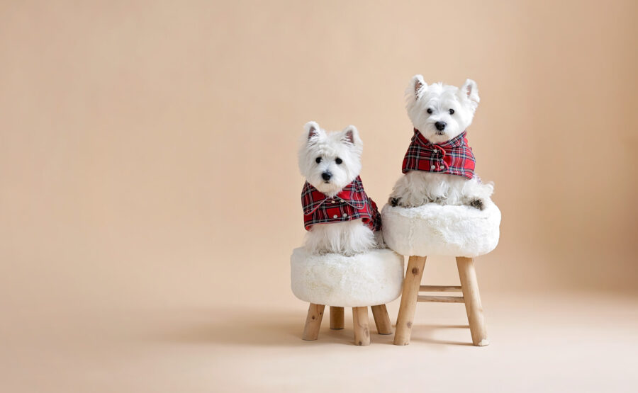 Two white dogs sitting on fur chairs wearing Waterproof Dog Coats With Plaid Hood or Collar