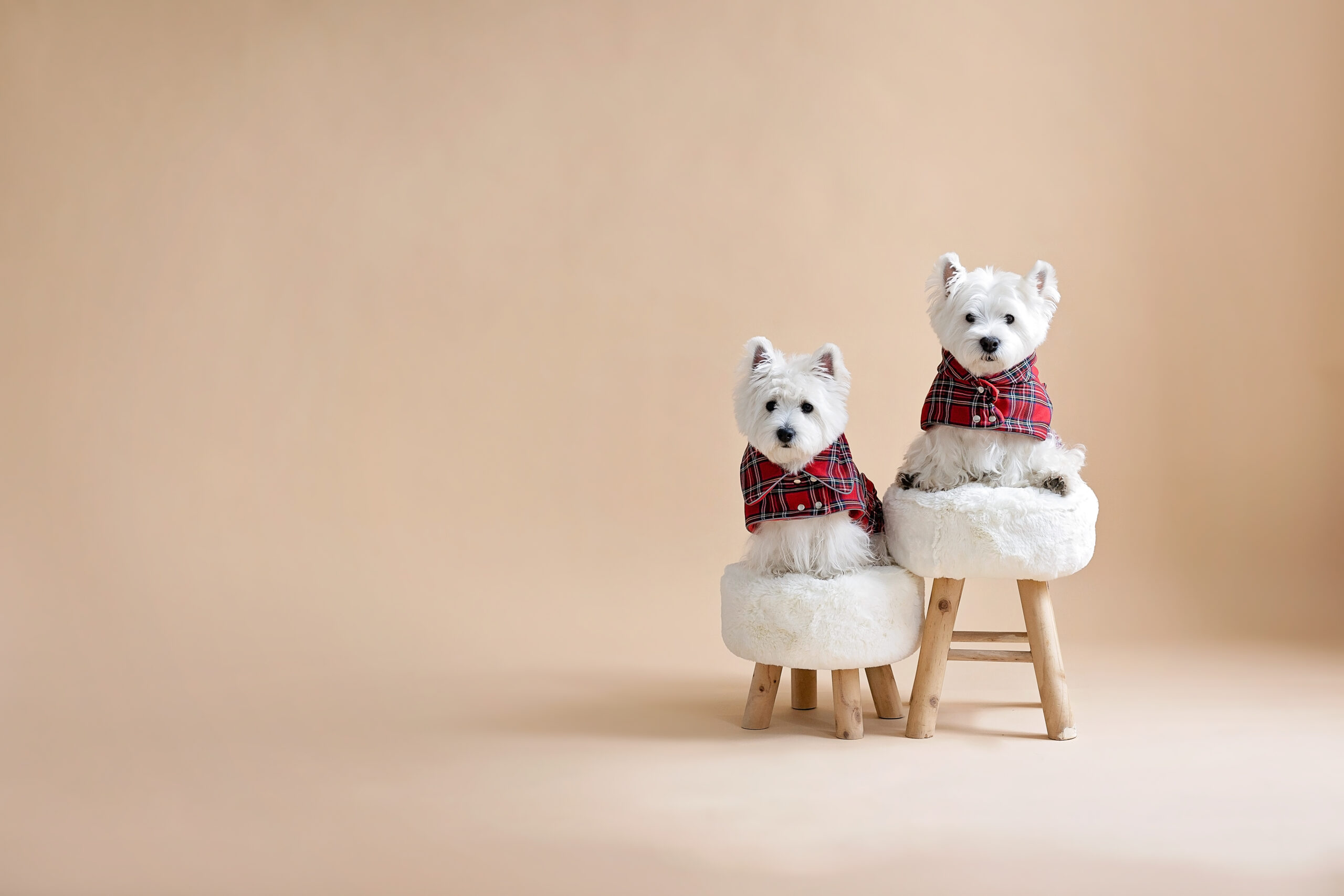 Two white dogs sitting on fur chairs wearing Waterproof Dog Coats With Plaid Hood or Collar