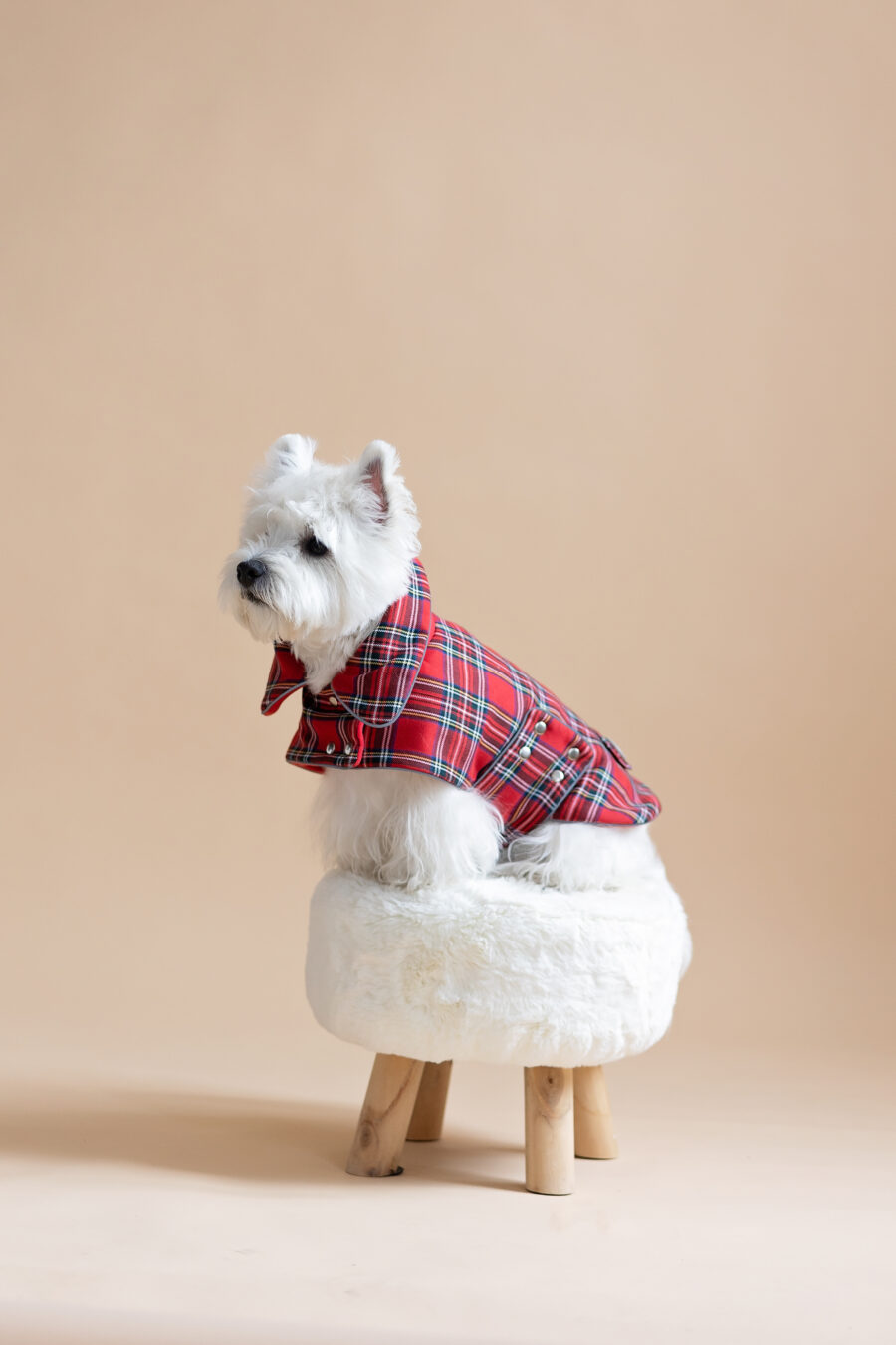 White dog sitting on fur chair wearing Plaid Dog Coat-CiuCiu Bestdograincoats