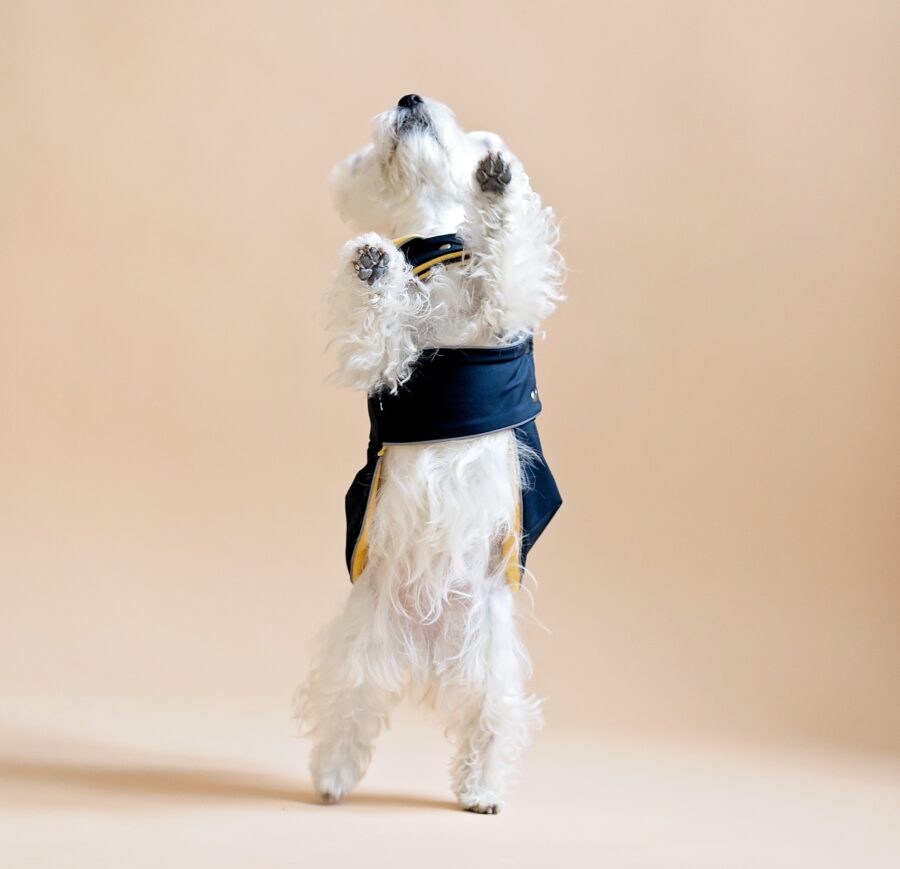 White dog sitting on fur chair wearing Waterproof Dog Coat-Dress With Plaid Hood or Collar