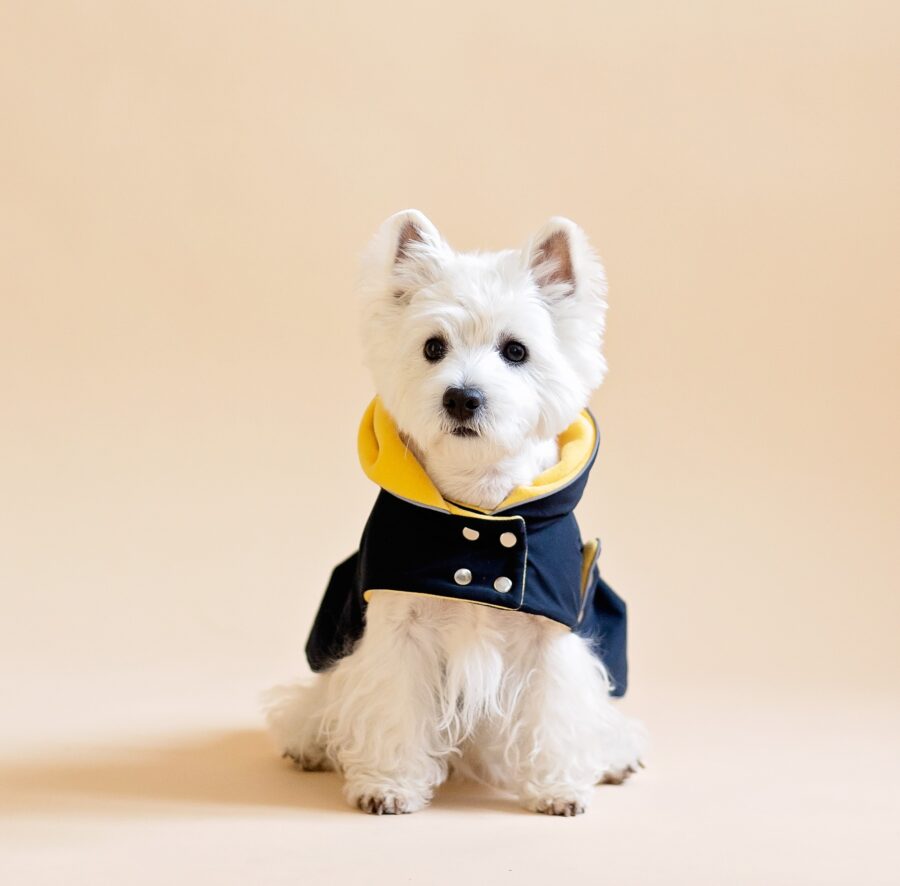 White dog sitting on fur chair wearing Waterproof Dog Coat-Dress With Plaid Hood or Collar