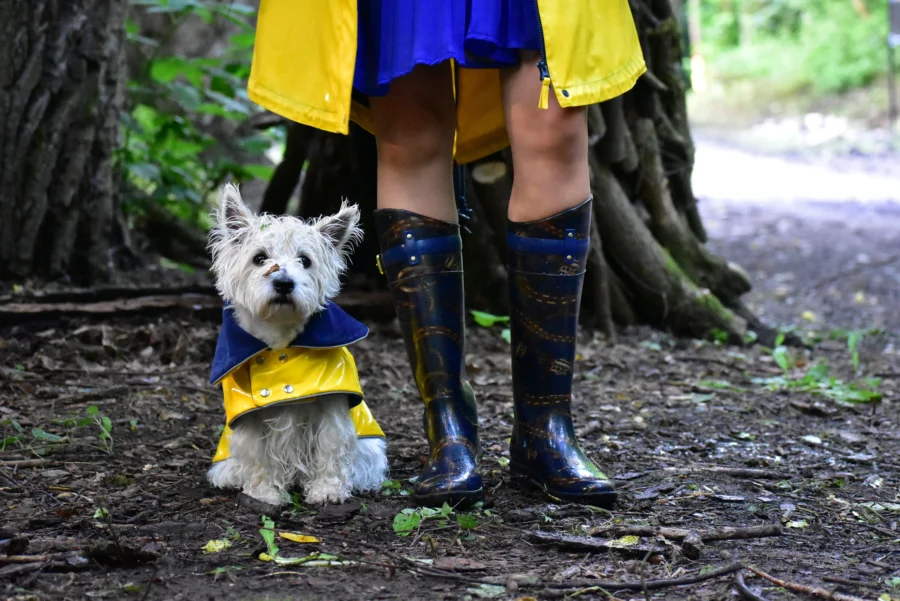 westie standing in rainy day next to his owner. owner is wearing blue boots and yellow classic raincoat. westie is wearing classic vinyl dog coat