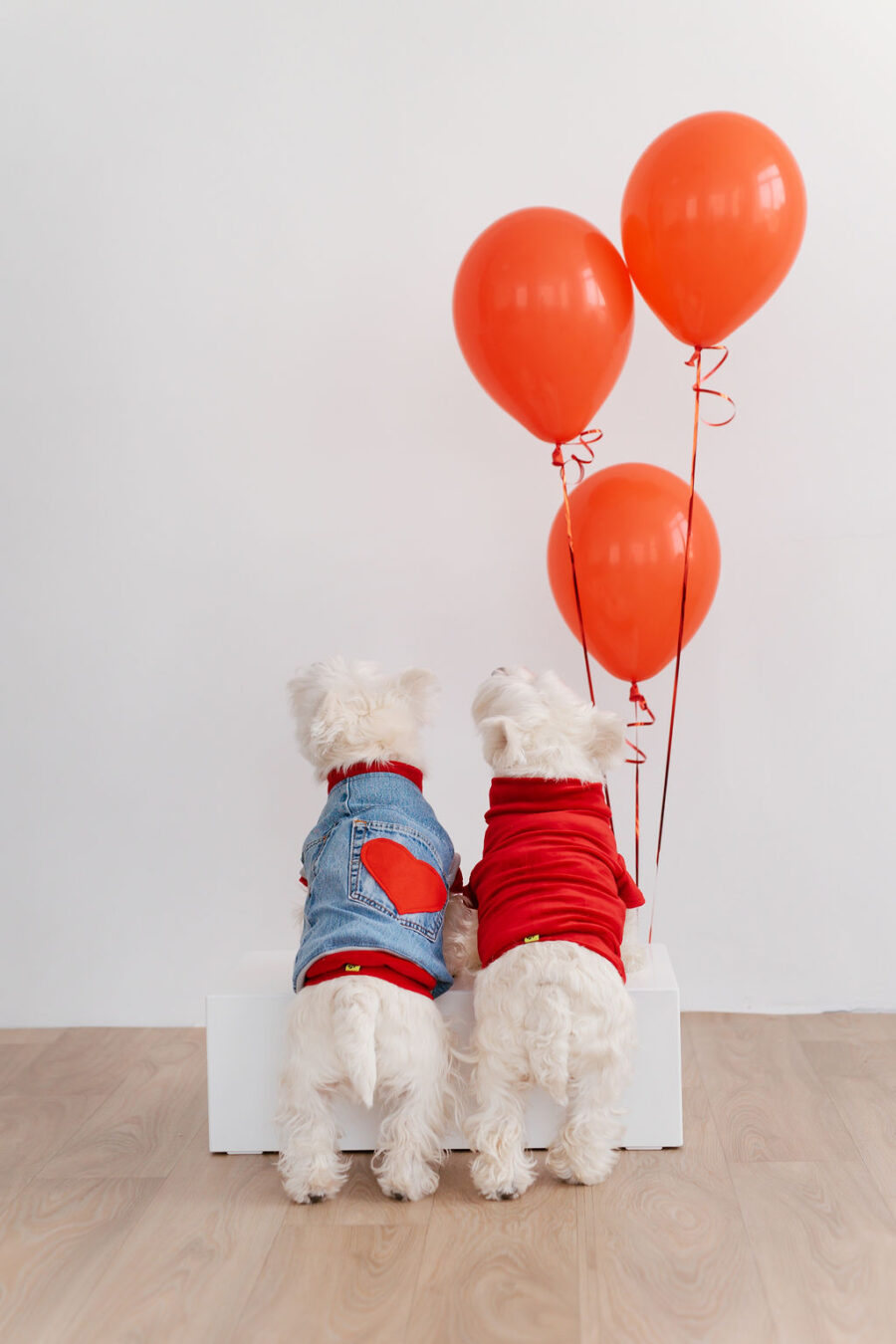 White dog wearing recycled jeans dog vest and red turtle neck tshirt with another white dog wearing turtle neck tshirt