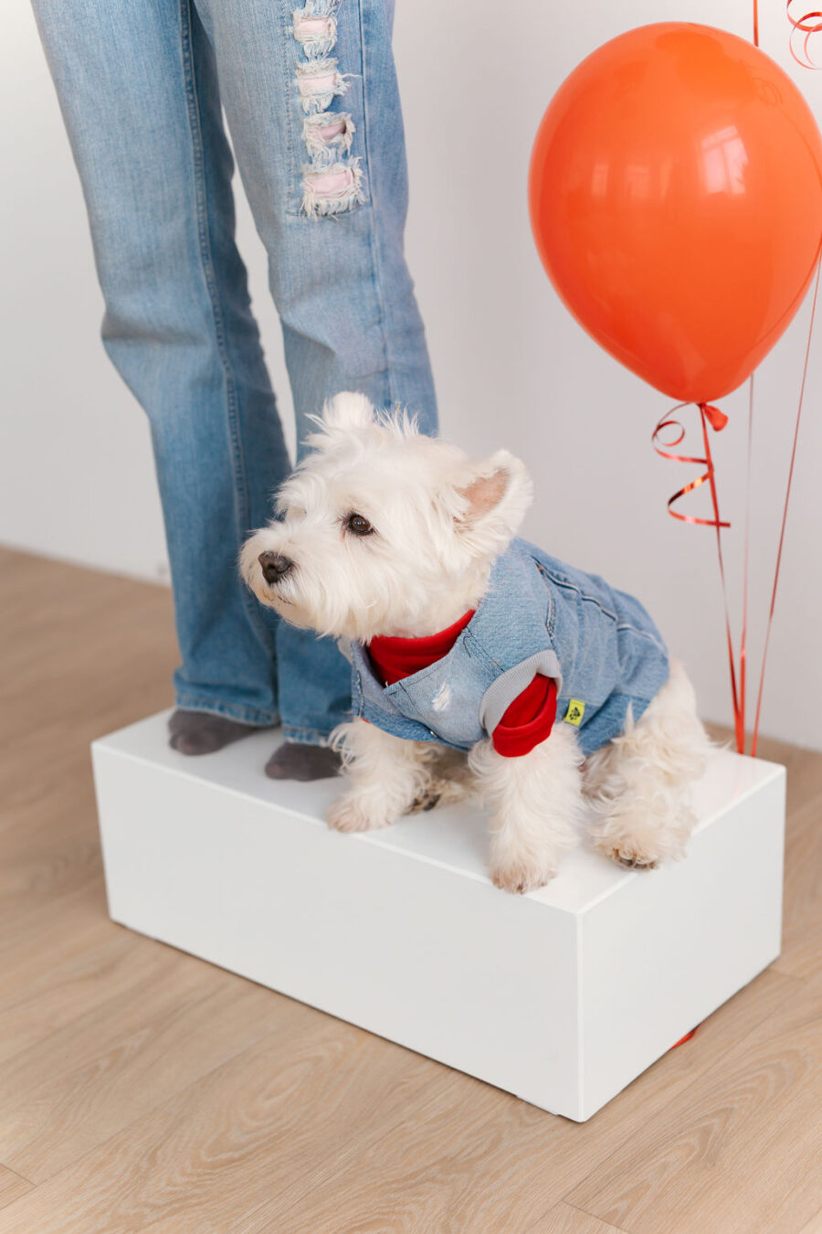 White dog standing between girls legs and looking into camera wearing recycled jeans dog vest and red turtle neck tshirt