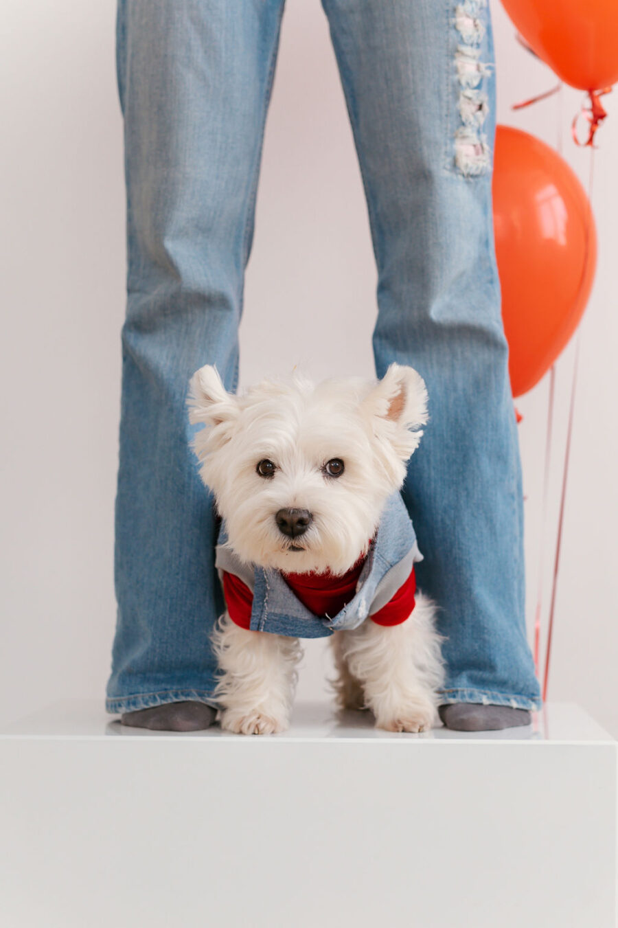 White dog standing between girls legs and looking into camera wearing recycled jeans dog vest and red turtle neck tshirt